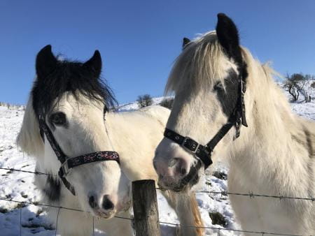 Two Blue Cross rescue horses