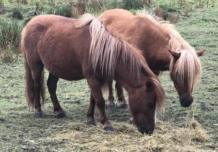 Two Blue Cross rescue horses