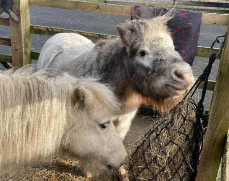 Two Blue Cross rescue horses